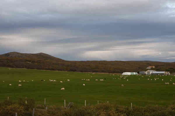 Leifstaðir (2)